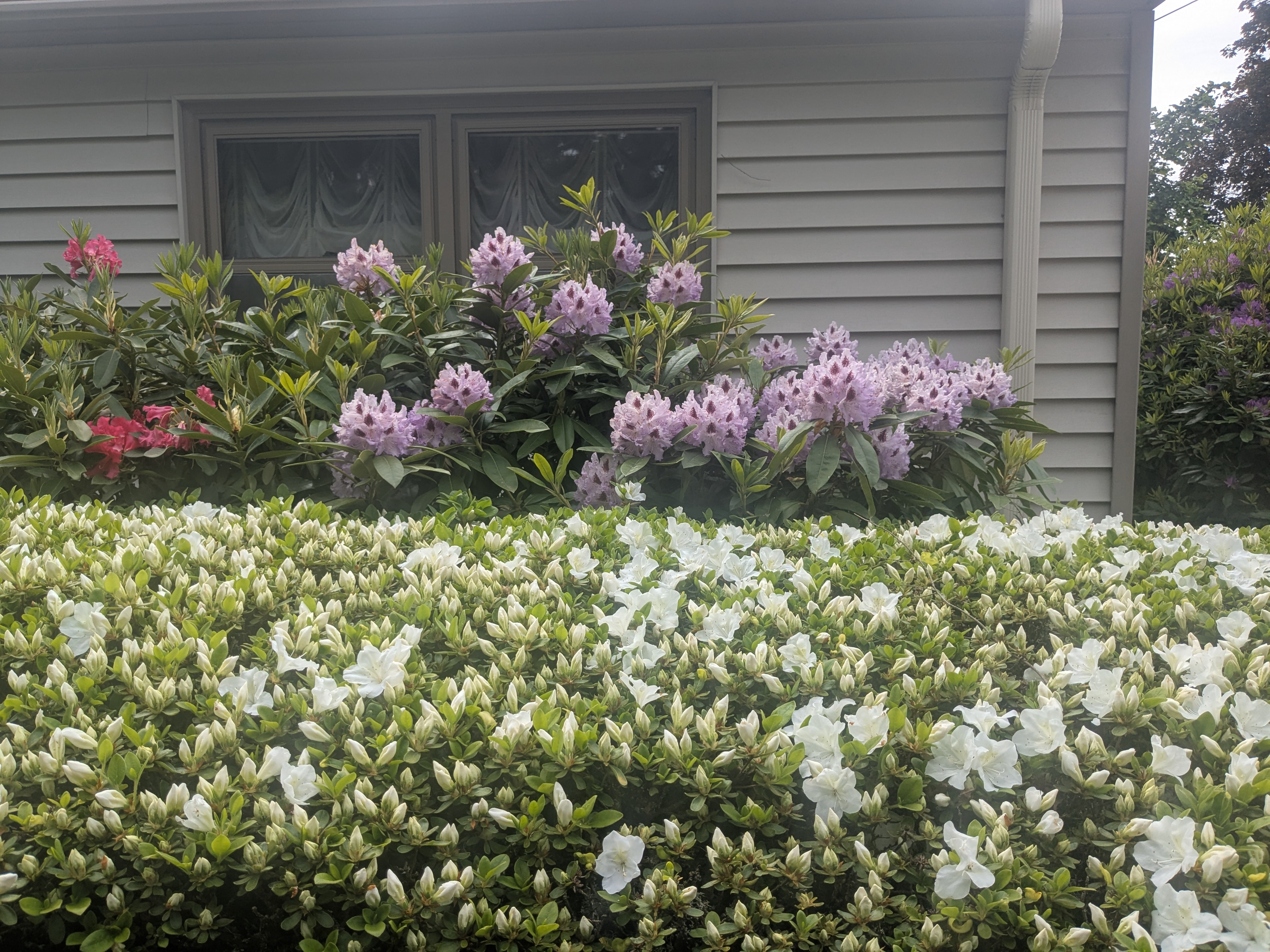 Shrub and Flower Maintenance